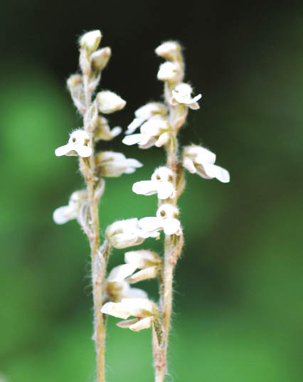 เอื้องนวลจันทร์ Zeuxine affinis (Lindl.) Benth. ex Hook.f.<br/>ORCHIDACEAE